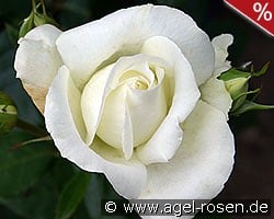 Roy Black kaufen, click for more details Roy Black