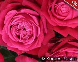 Ruby Kiss kaufen, click for more details Ruby Kiss