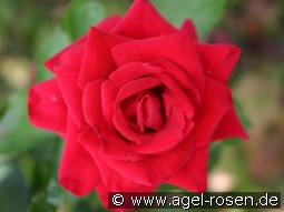 Sacramento kaufen, click for more details Sacramento