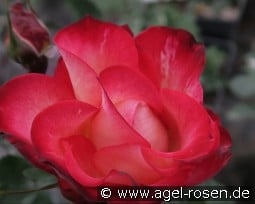 Sebastian Fricke kaufen, click for more details Sebastian Fricke