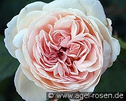Sebastian Kneipp kaufen, click for more details Sebastian Kneipp