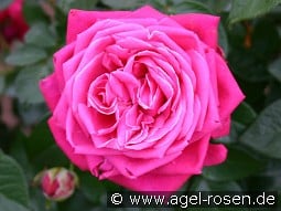 Senteur Royale kaufen, click for more details Senteur Royale