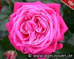 Senteur Royale kaufen, click for more details Senteur Royale