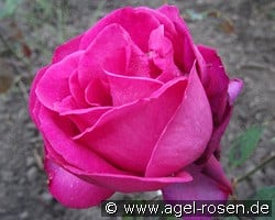 Shella-Kertesz-Rose kaufen, click for more details Shella-Kertesz-Rose
