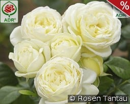 Solo kaufen, click for more details Solo