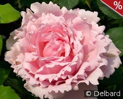 Sophie Rochas kaufen, click for more details Sophie Rochas