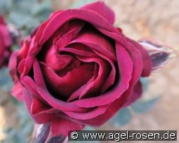 Starfamily Kühn kaufen, click for more details Starfamily Kühn