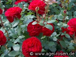 Störtebeker kaufen, click for more details Störtebeker