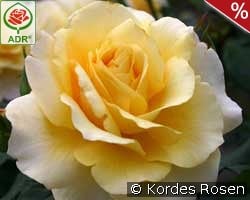 Sunny Sky kaufen, click for more details Sunny Sky