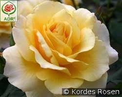 Sunny Sky kaufen, click for more details Sunny Sky