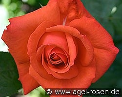 Super Star kaufen, click for more details Super Star