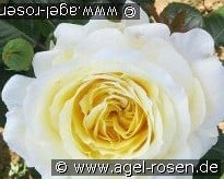 Sybille  kaufen, click for more details Sybille