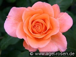 Tea Time kaufen, click for more details Tea Time