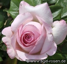 The Pride kaufen, click for more details The Pride