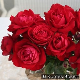 Tiamo kaufen, click for more details Tiamo