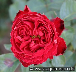 Traviata kaufen, click for more details Traviata