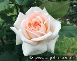 Tresor du Jardin kaufen, click for more details Tresor du Jardin