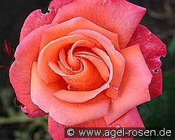 Troika kaufen, click for more details Troika