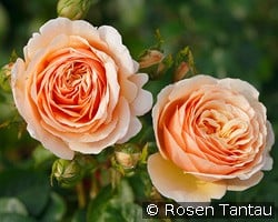 Tropicana kaufen, click for more details Tropicana