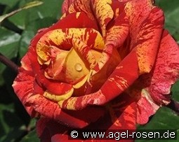 Valentina Fresca kaufen, click for more details Valentina Fresca