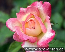 Variete kaufen, click for more details Variete