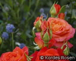 Vulcano kaufen, click for more details Vulcano