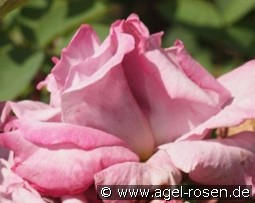 Waltz Time kaufen, click for more details Waltz Time