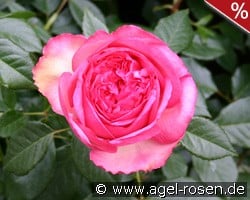 Walzertraum kaufen, click for more details Walzertraum