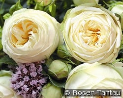 Wedding Piano kaufen, click for more details Wedding Piano