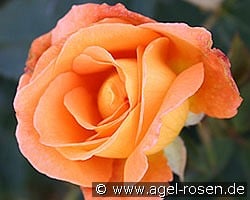 Whisky kaufen, click for more details Whisky