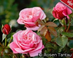 Wildberry kaufen, click for more details Wildberry