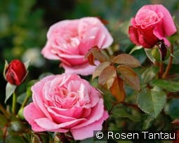 Wildberry kaufen, click for more details Wildberry