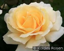 Winter Sun kaufen, click for more details Winter Sun