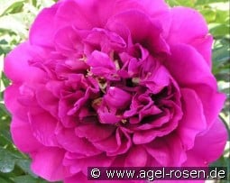 Belle Toulousaine kaufen, click for more details Belle Toulousaine