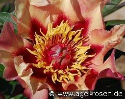 Court Jester kaufen, click for more details Court Jester