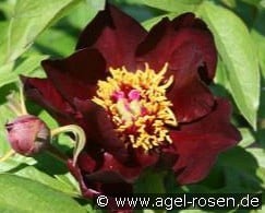 Dark Eyes kaufen, click for more details Dark Eyes