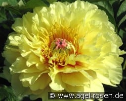 Garden Treasure kaufen, click for more details Garden Treasure