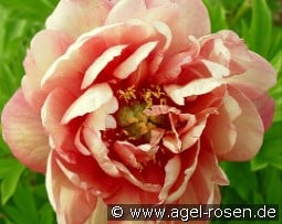 Kopper Kettle kaufen, click for more details Kopper Kettle