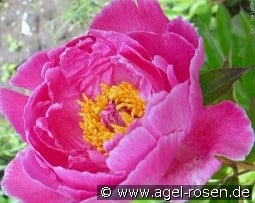 Lavender kaufen, click for more details Lavender