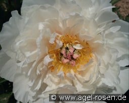 Love Affair kaufen, click for more details Love Affair