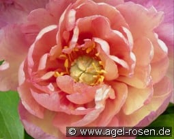 Magical Mystery Tour kaufen, click for more details Magical Mystery Tour