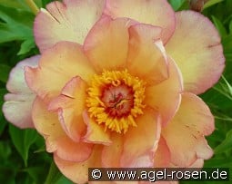 Mock Orange Yellow kaufen, click for more details Mock Orange Yellow