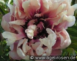 Oochigeas kaufen, click for more details Oochigeas