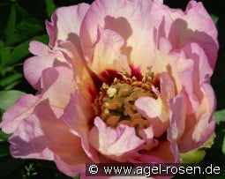 Pastel Splendor kaufen, click for more details Pastel Splendor