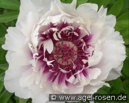 Rosy Prospects (Raggedy Ann) kaufen, click for more details Rosy Prospects (Raggedy Ann)