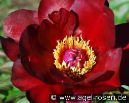 Scarlet Heaven kaufen, click for more details Scarlet Heaven