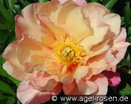 Singing in the Rain kaufen, click for more details Singing in the Rain