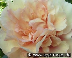 Soleil D'Ambre kaufen, click for more details Soleil D'Ambre