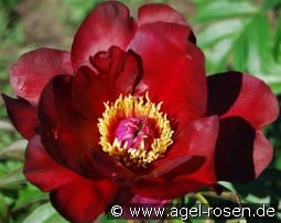 Sonoma Velvet Ruby kaufen, click for more details Sonoma Velvet Ruby