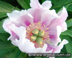 Ballarena de Saval kaufen, clicken für mehr Details Ballarena de Saval